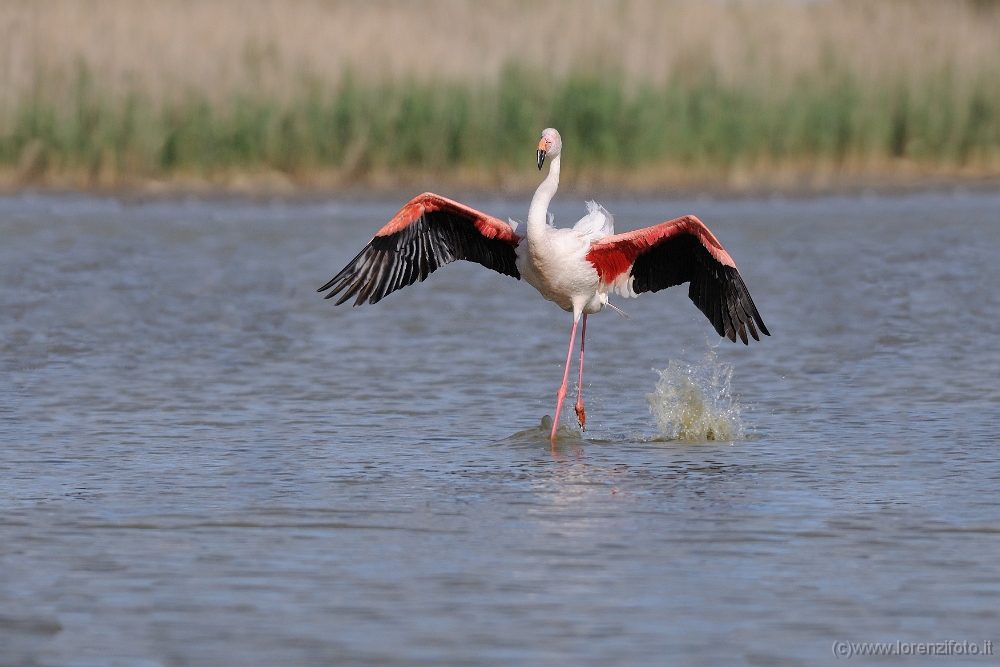 15289 Phoenicopterus roseus (Fenicottero rosa).jpg
